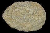 Silurain Fossil Sponge (Astraeospongia) - Tennessee #174241-1